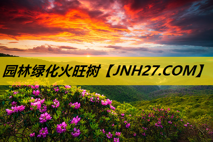 园林绿化火旺树